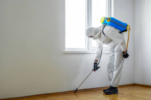 Reliable Rollingwood, CA Pest Control Solutions