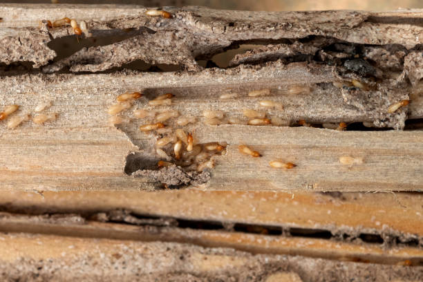 Best Best Pest Control Companies  in Rollingwood, CA