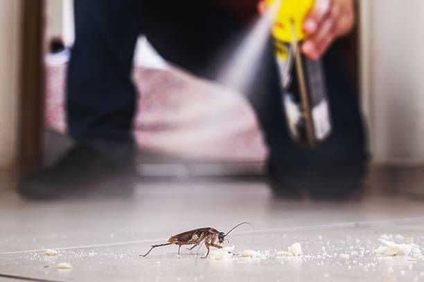 Best Best Pest Control Companies  in Rollingwood, CA